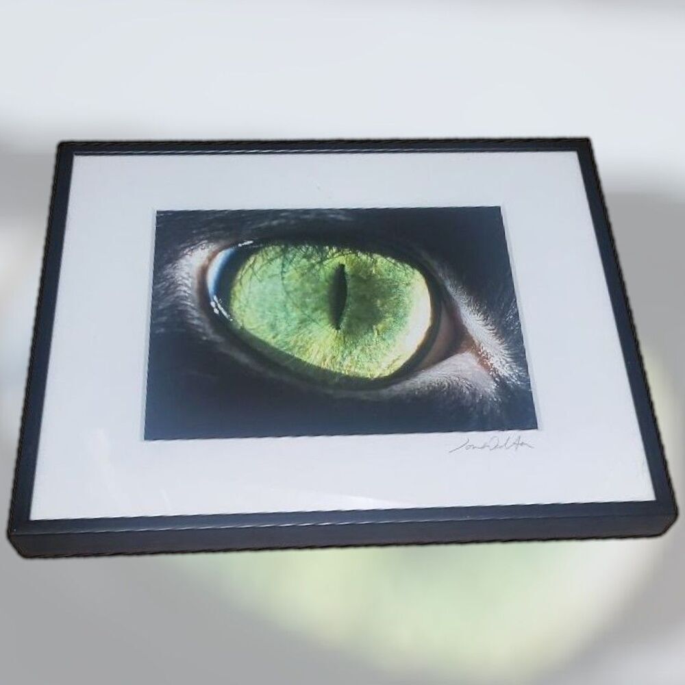 Animal Pet Art Jon Walton Photography Decor Cat Eye Phoebe 8" X 10" Matted Frame